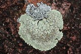 Lecanora muralis image