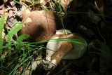 Tylopilus appalachiensis image