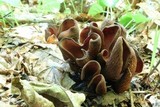Wynnea americana image