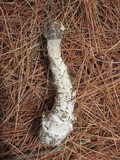Hypomyces hyalinus image