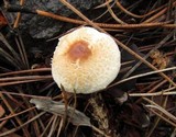 Lepiota cristata image