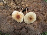 Lepiota cristata image