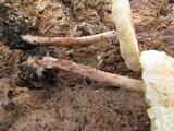 Lepiota cristata image