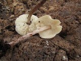 Lepiota cristata image