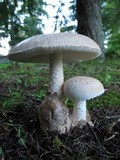 Amanita volvata image