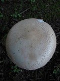 Amanita volvata image