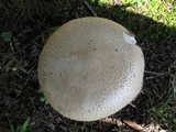 Amanita volvata image