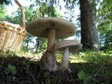 Amanita volvata image