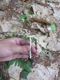 Amanita solaniolens image