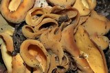 Otidea onotica image