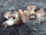 Leucoagaricus meleagris image