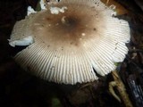 Amanita sect. Vaginatae image