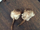 Leucoagaricus meleagris image