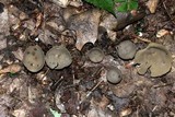 Helvella macropus image