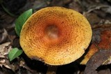 Cortinarius corrugatus image