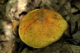 Cortinarius corrugatus image