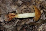 Cortinarius corrugatus image