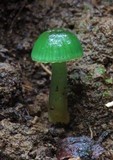 Gliophorus graminicolor image