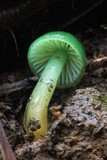 Gliophorus graminicolor image