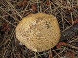 Stropharia kauffmanii image