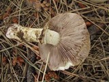 Stropharia kauffmanii image