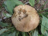 Leccinum montanum image
