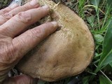 Leccinum montanum image
