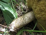 Leccinum montanum image