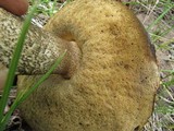 Leccinum montanum image