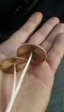 Bolbitius lacteus image