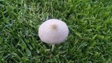 Bolbitius lacteus image