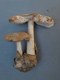 Amanita volvata image