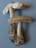 Amanita volvata image