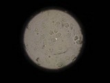 Amanita volvata image