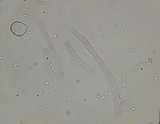 Mycena perlae image