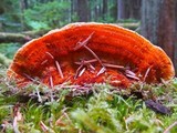 Pycnoporellus fulgens image