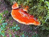 Pycnoporellus fulgens image