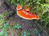 Pycnoporellus fulgens image