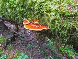 Pycnoporellus fulgens image