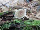 Pluteus hongoi image
