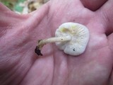 Pluteus hongoi image