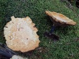 Polyporus leptocephalus image