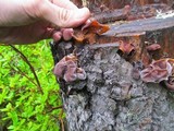 Auricularia americana image