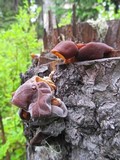 Auricularia americana image