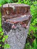 Auricularia americana image