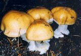 Cortinarius fulvo-ochrascens image