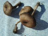 Myxomphalia maura image