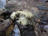 Gyroporus cyanescens image