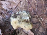 Gyroporus cyanescens image