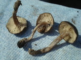Myxomphalia maura image
